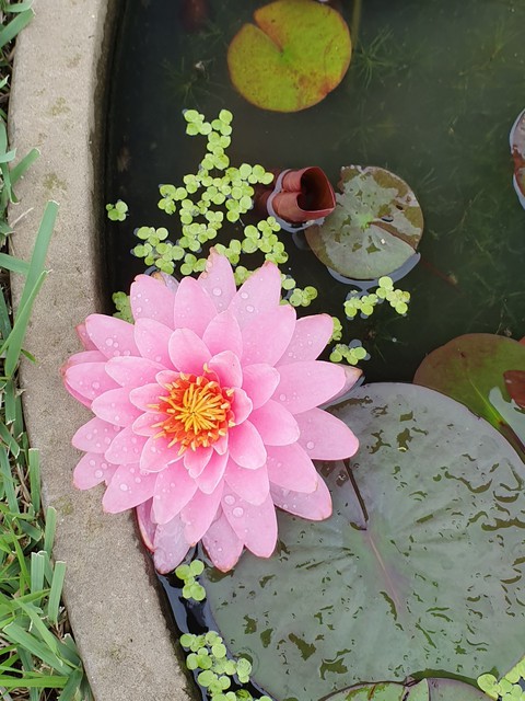연꽃