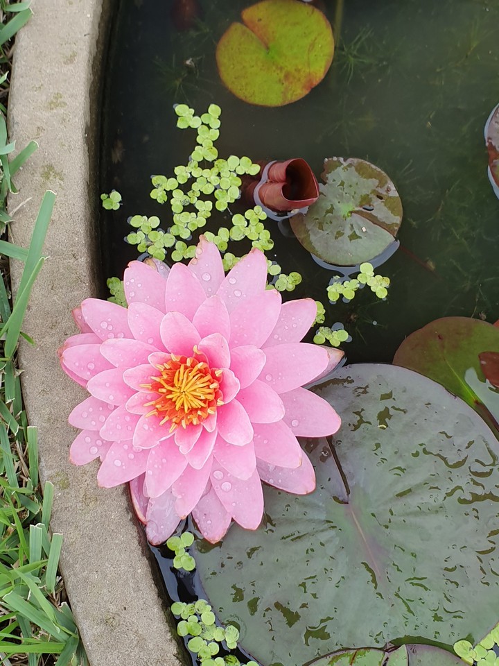 연꽃