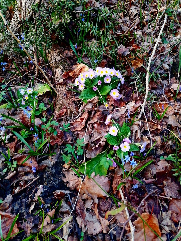 spring