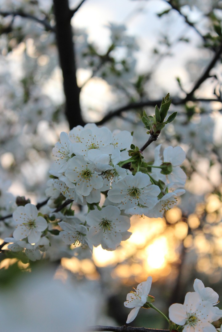 I love Spring