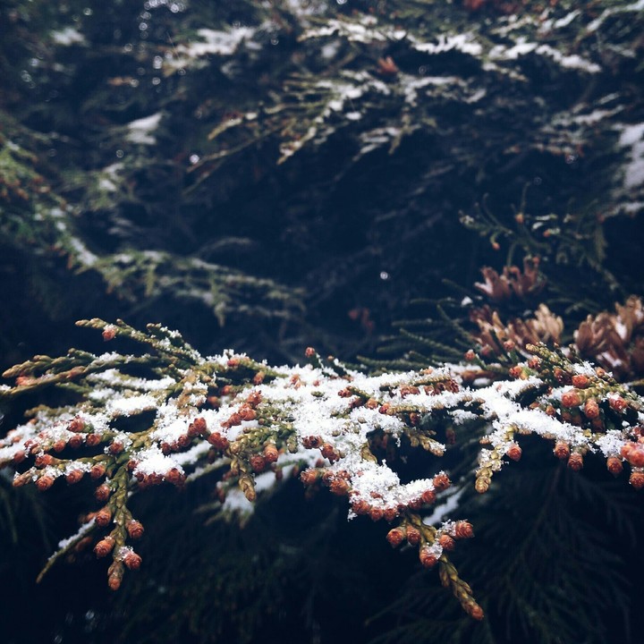 winter tree