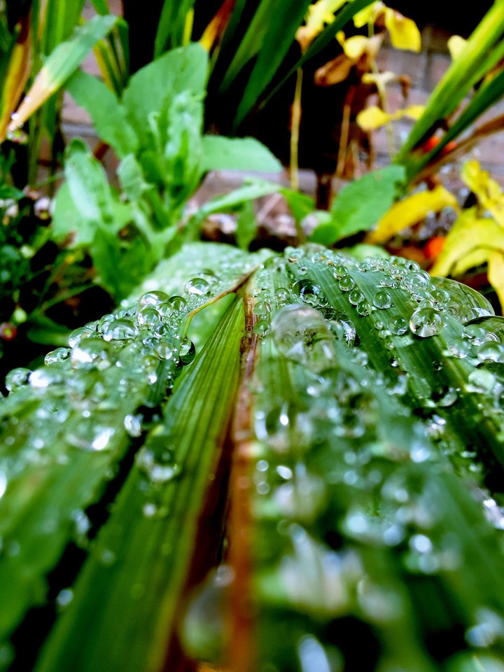 raindrops