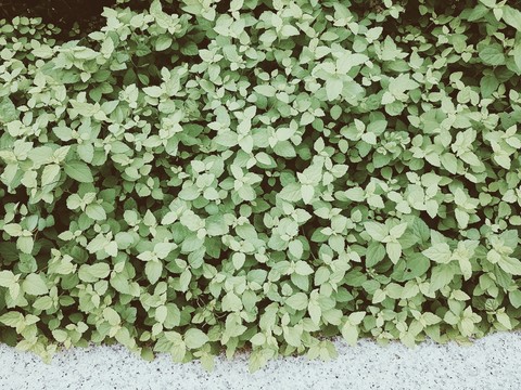 grass