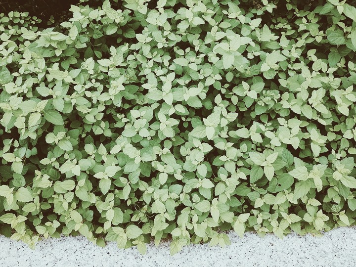 grass