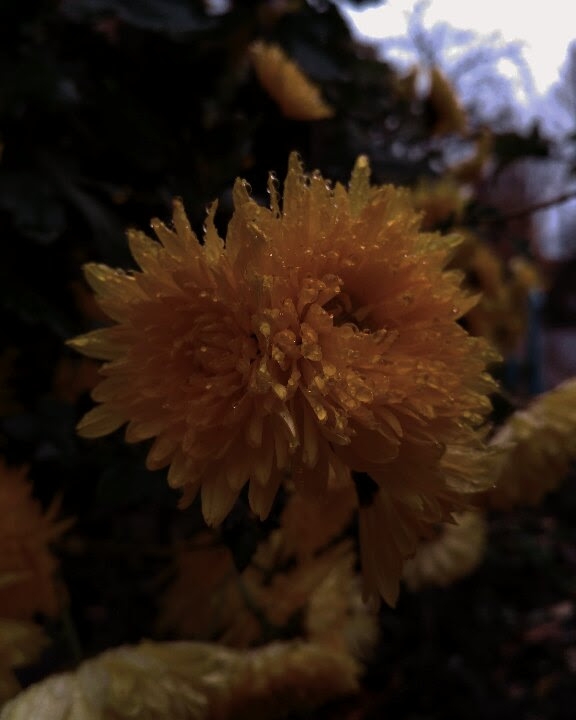 Orange flower