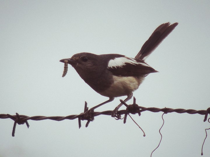 worm catcher