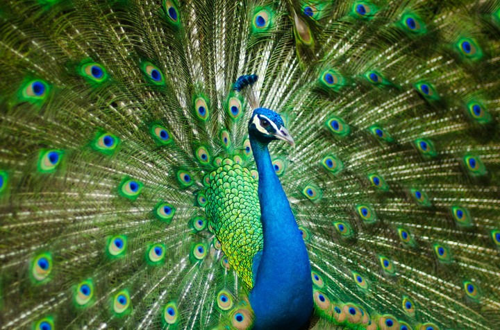 The Peacock