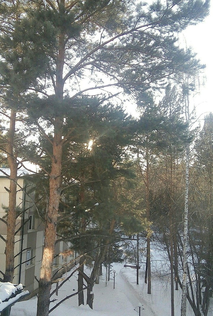 лес