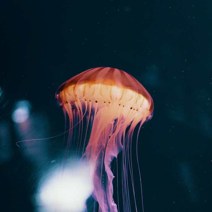 Jellyfish
