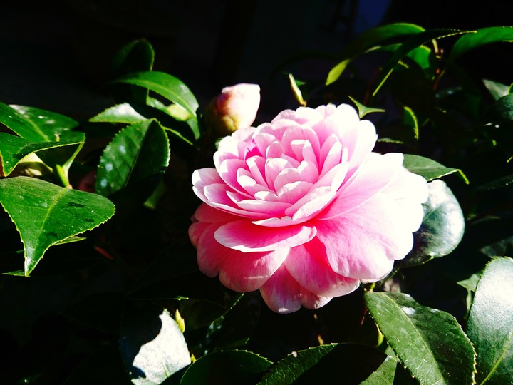 flower