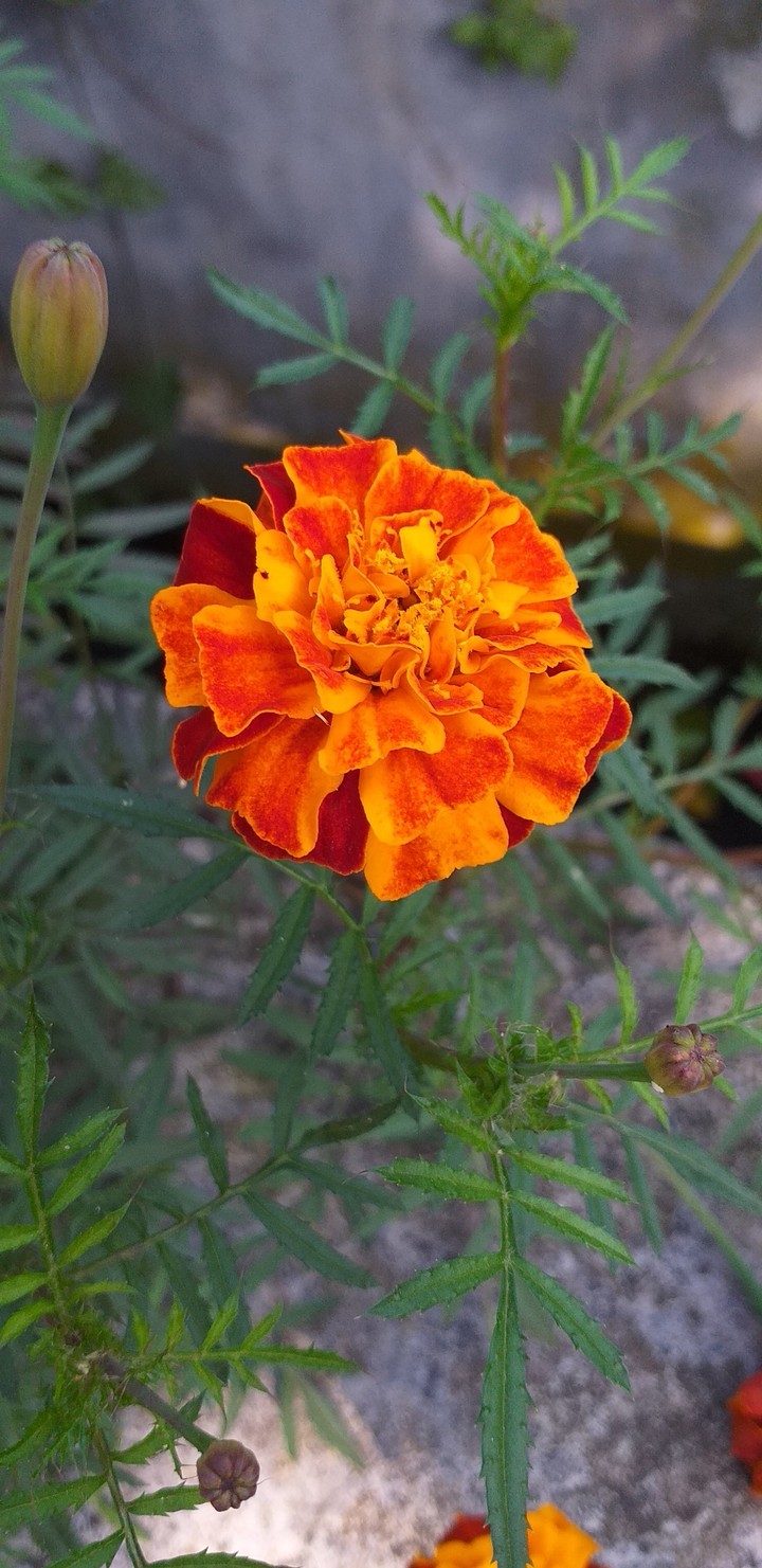 FLOWERS IN MY GARDEN