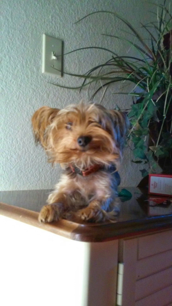 Yorkie