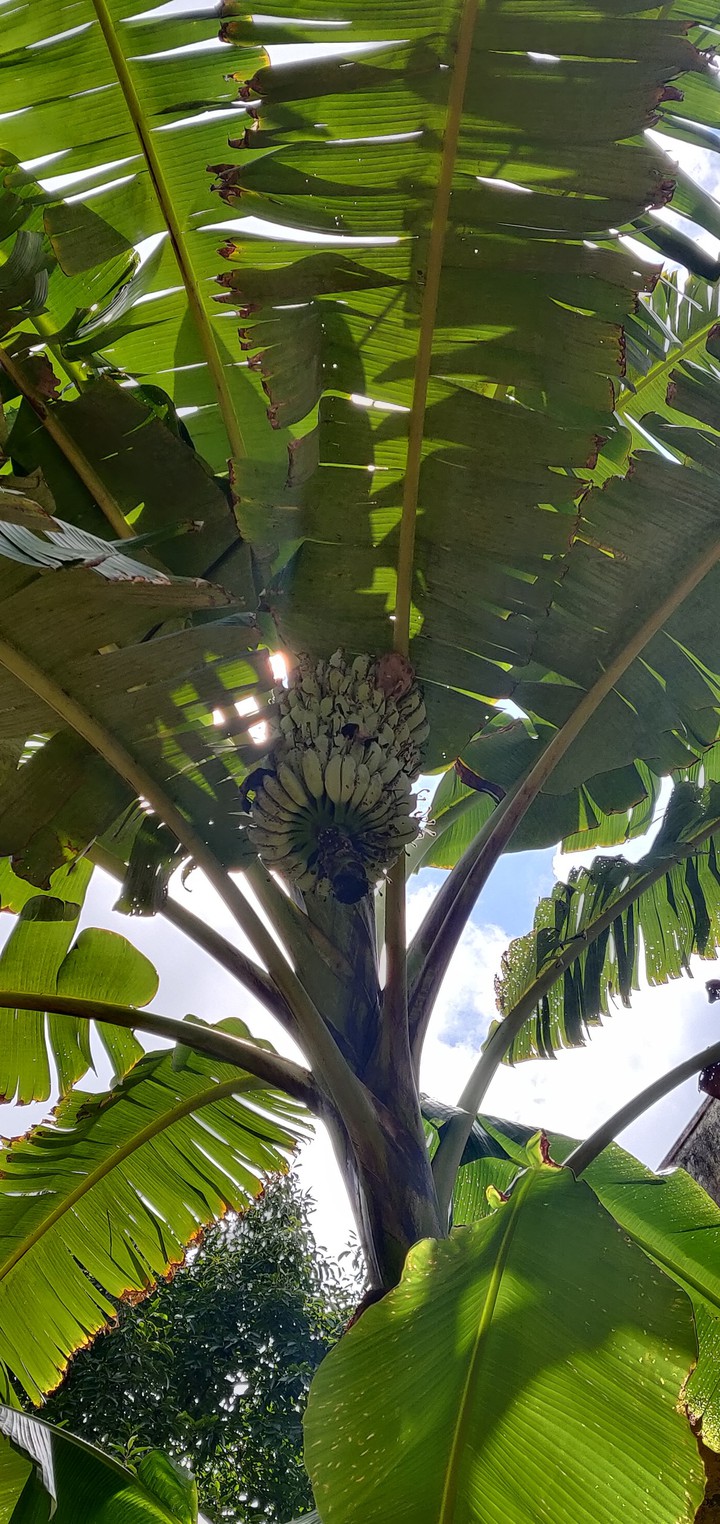 Banana tree from home garden