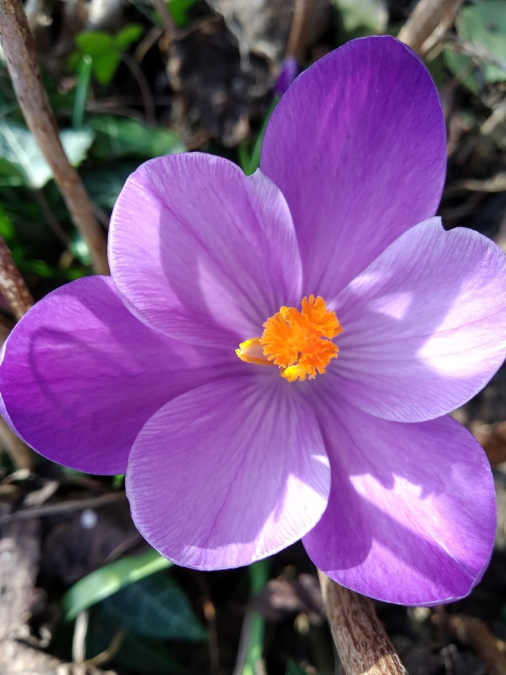 krokus