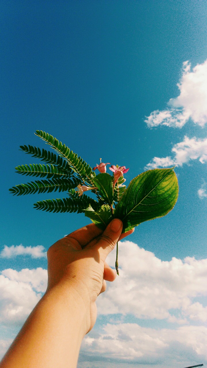 flowers