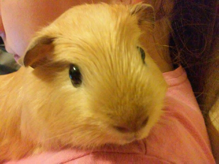 guinea_pig