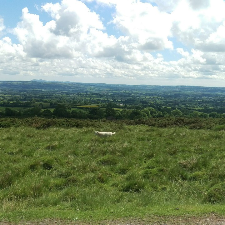 Clee Hill feat. Sheep
