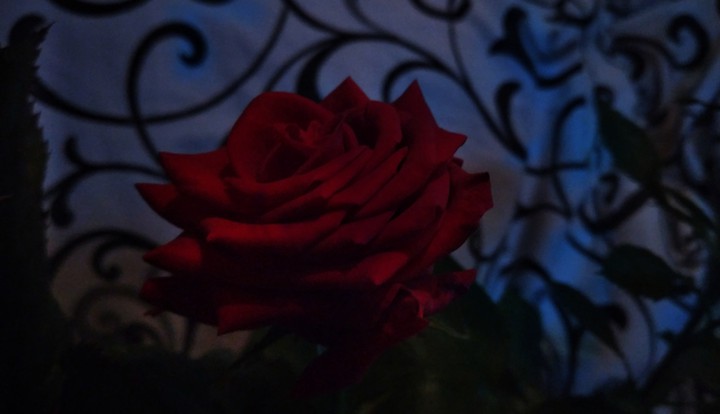 red rose