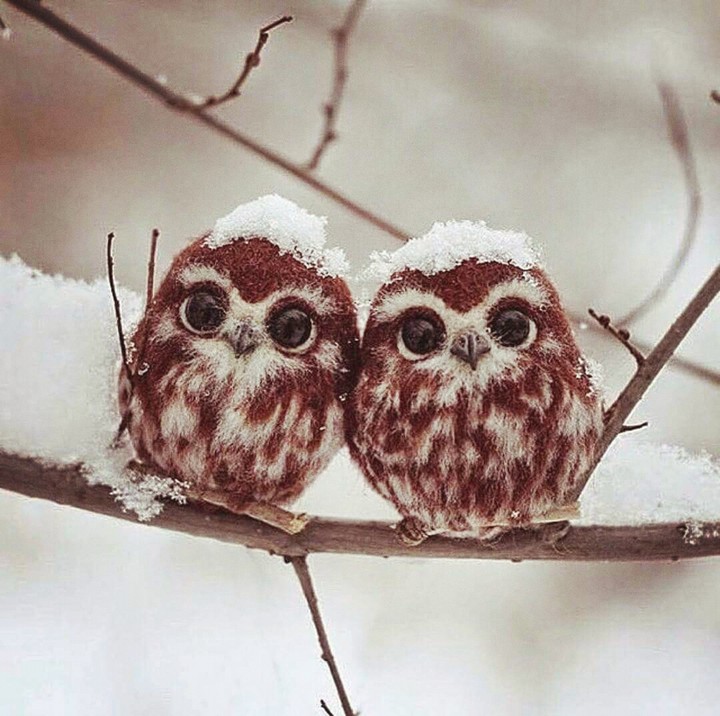 owl