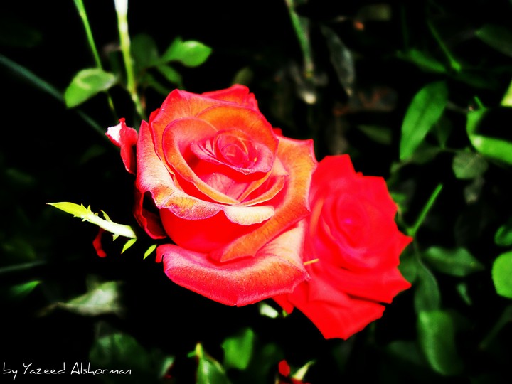 flower