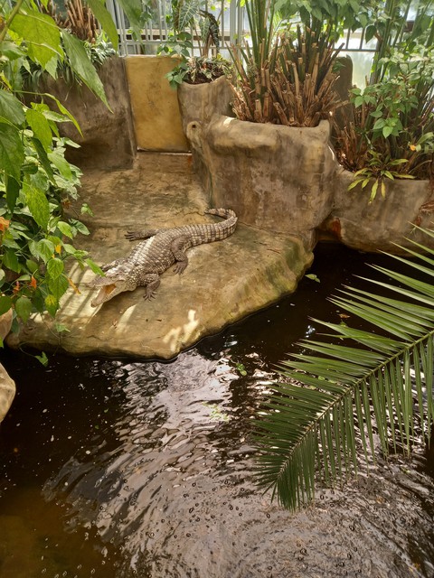шпалери alligator, crocodilia