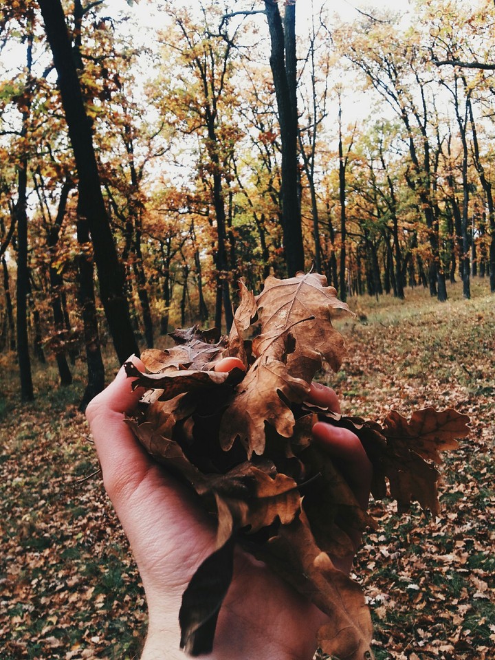 autumn cashmere