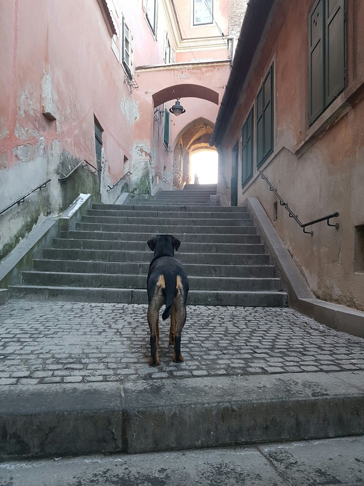 dog