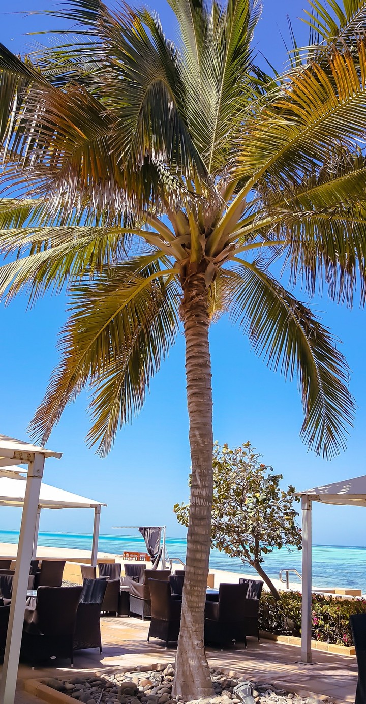 Palm