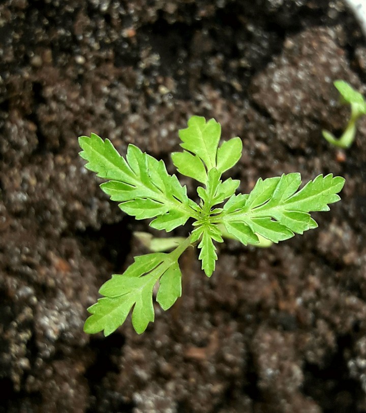 new life