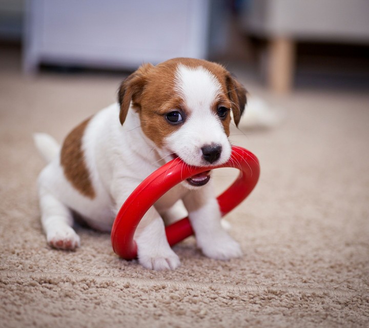 Cute little Puppy