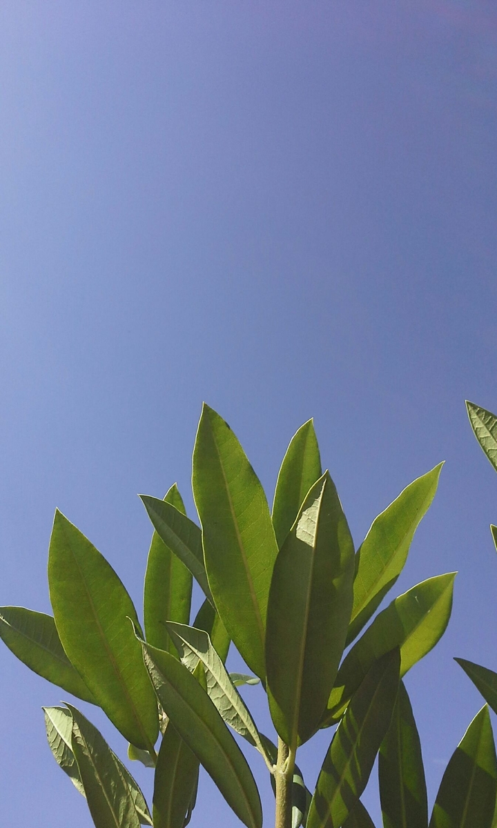 plant in ocean