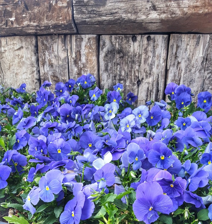 purple love