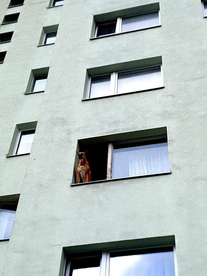 when the dog doing in gym harder than you
