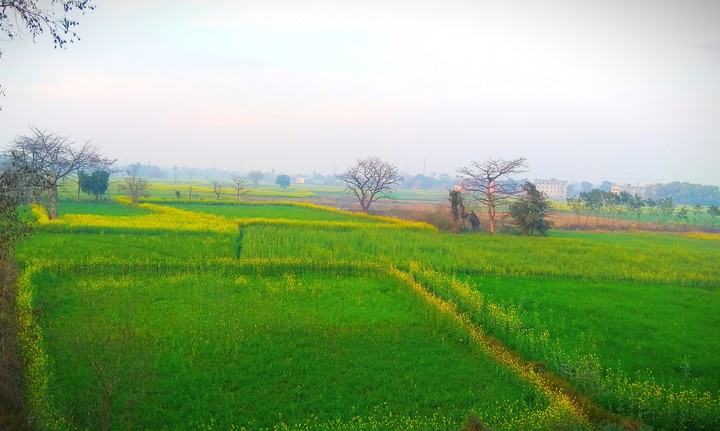 mustard fields with yellow flowers