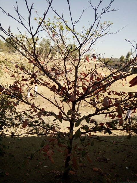 My collage tree