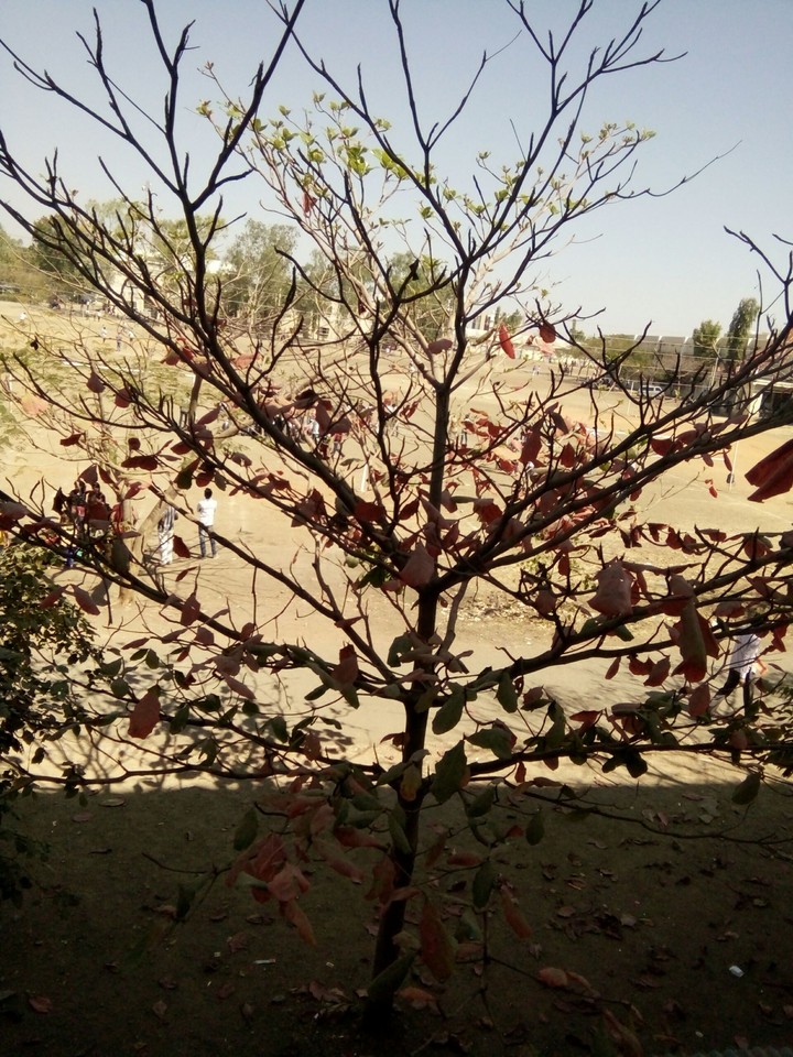 My collage tree