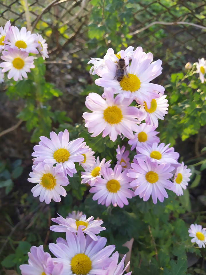 pink flower ?