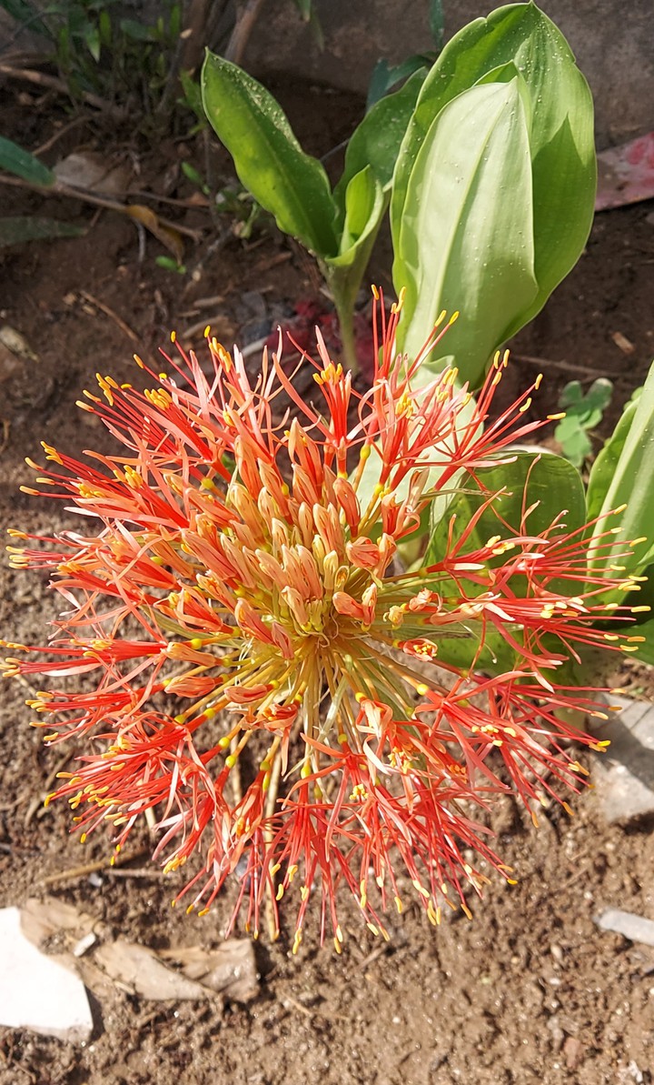 Similar Dragon Flower