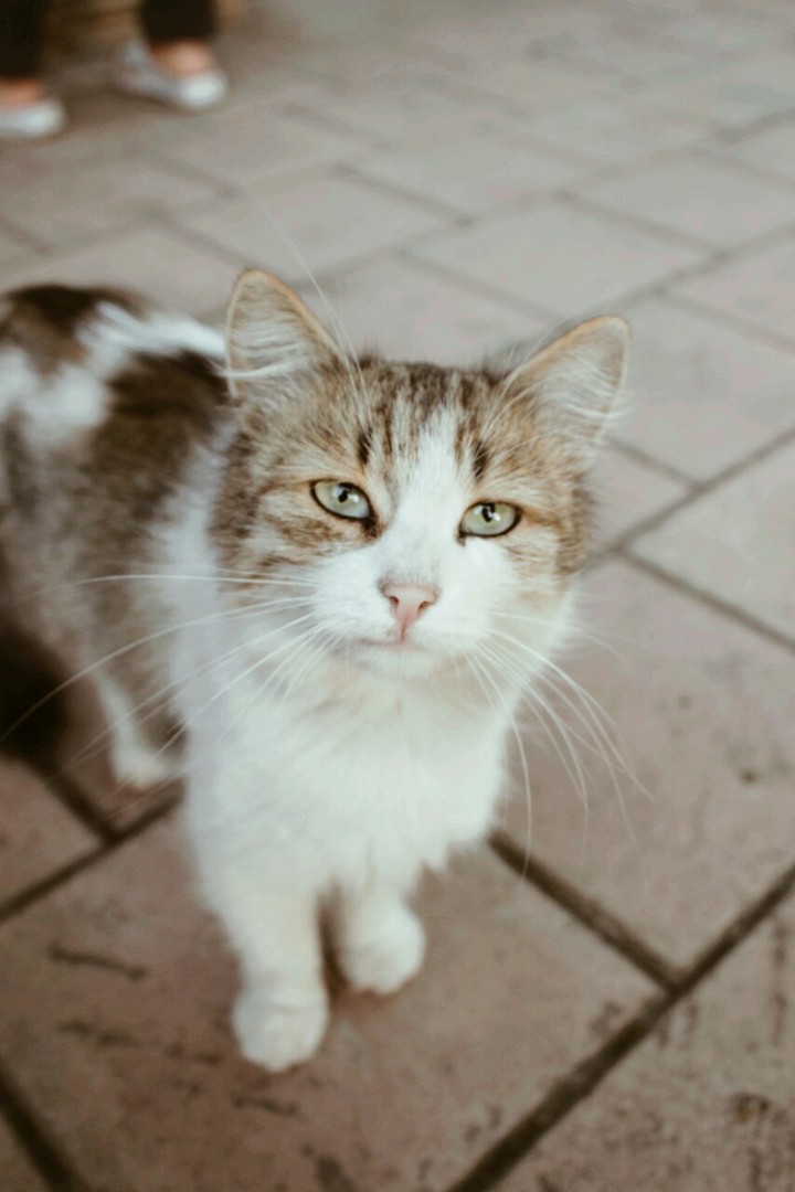 animal