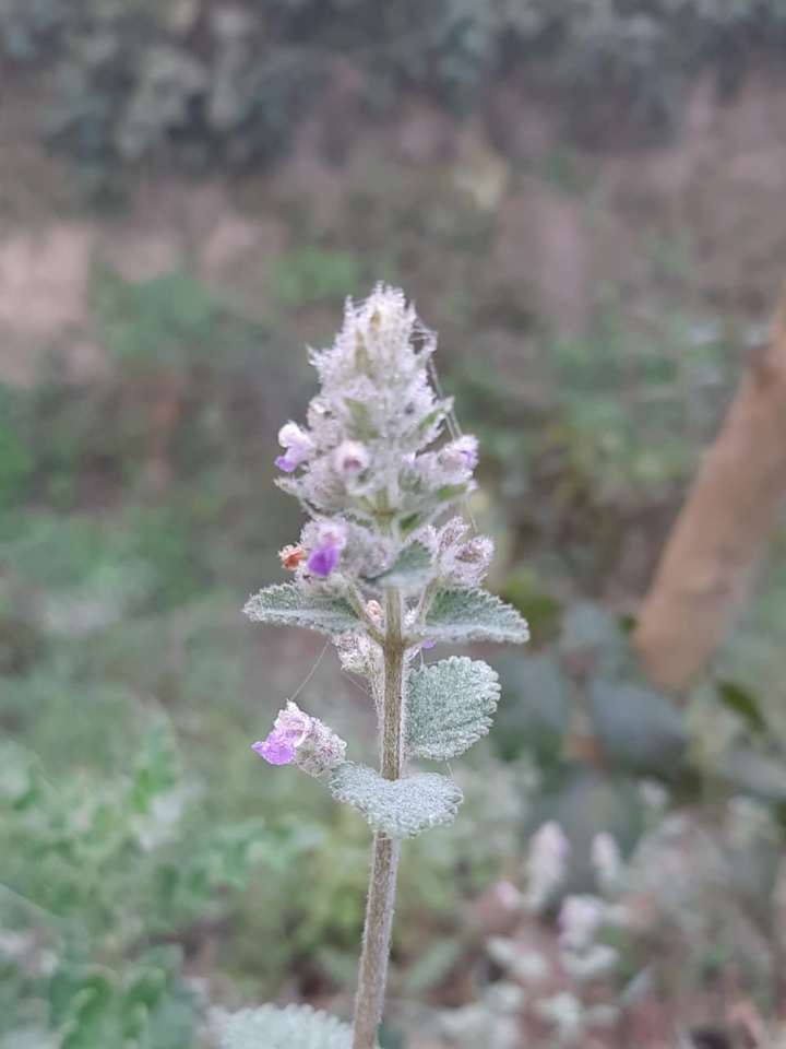 wild flower