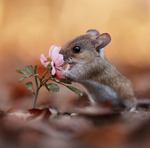 #wildlife