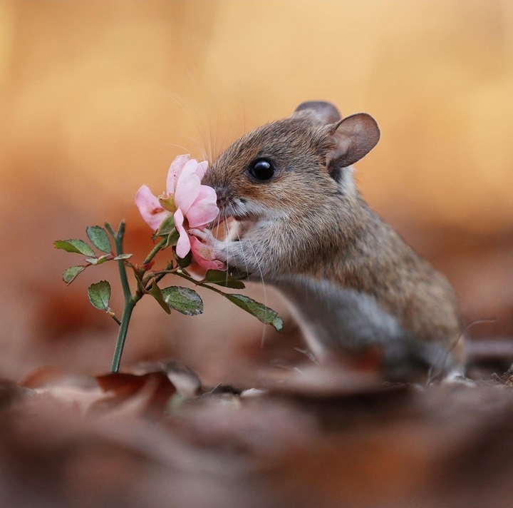 #wildlife