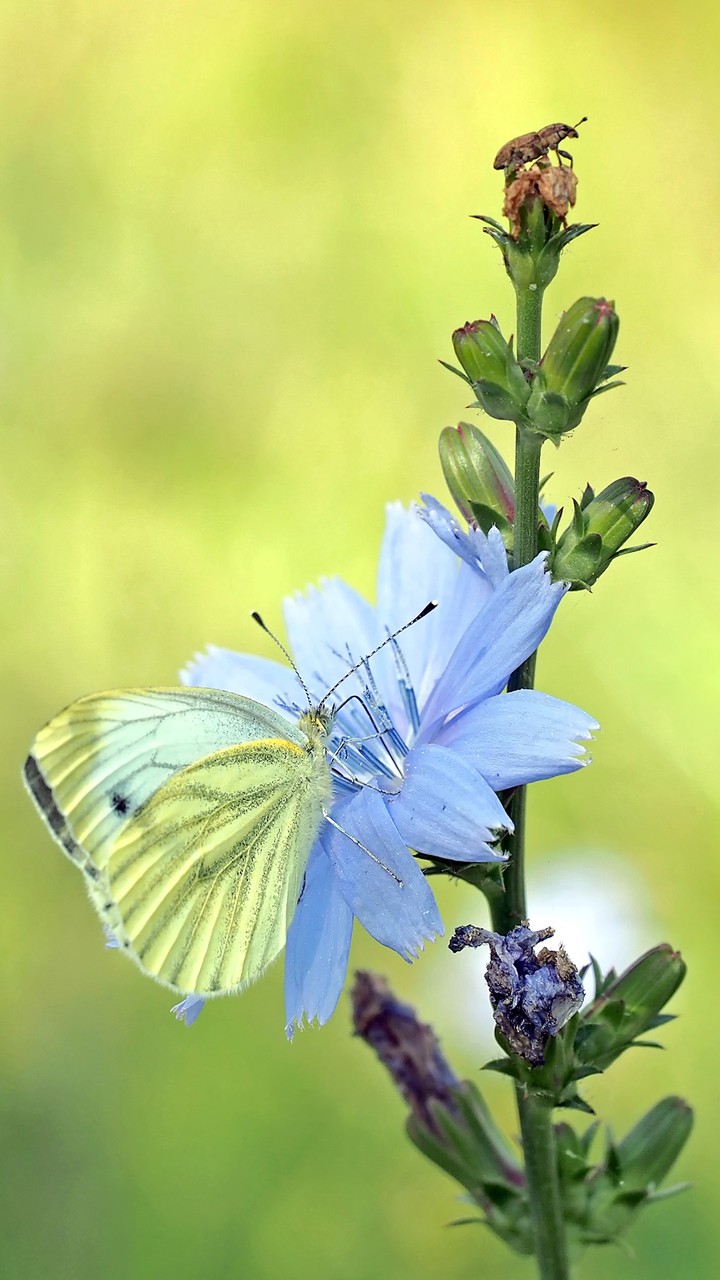 butterfly
