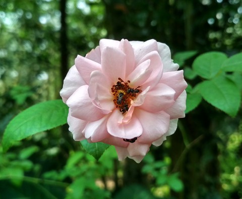 Bees and Rose