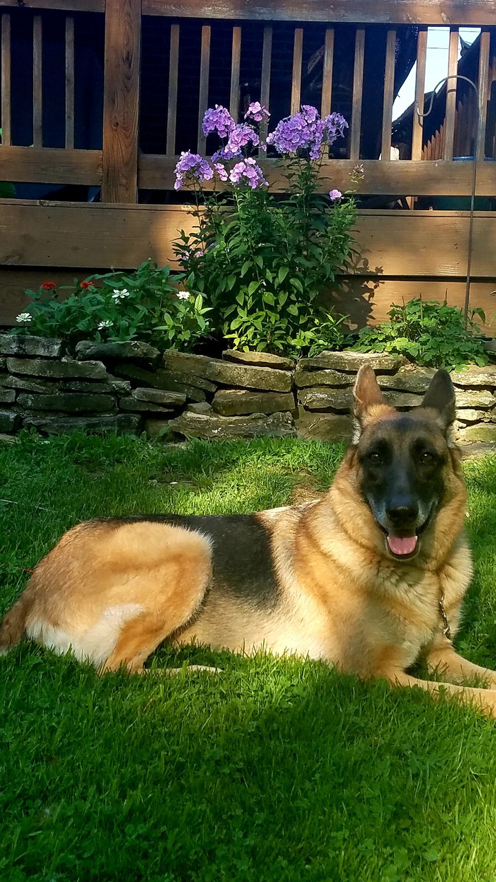 guard dog