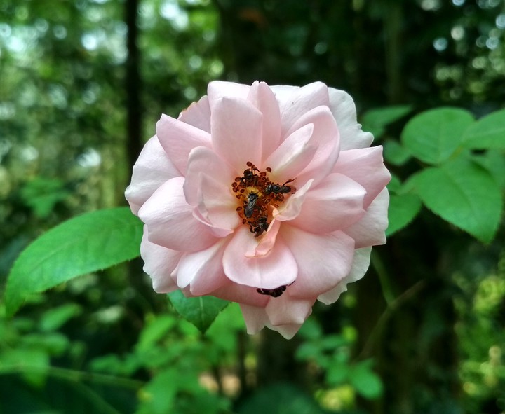 Bees and Rose