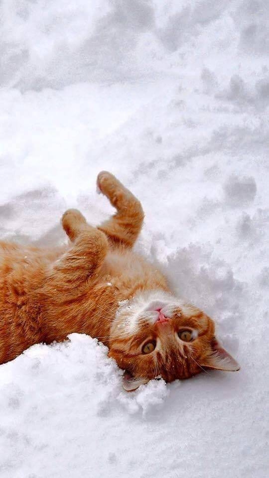 Snow and cat