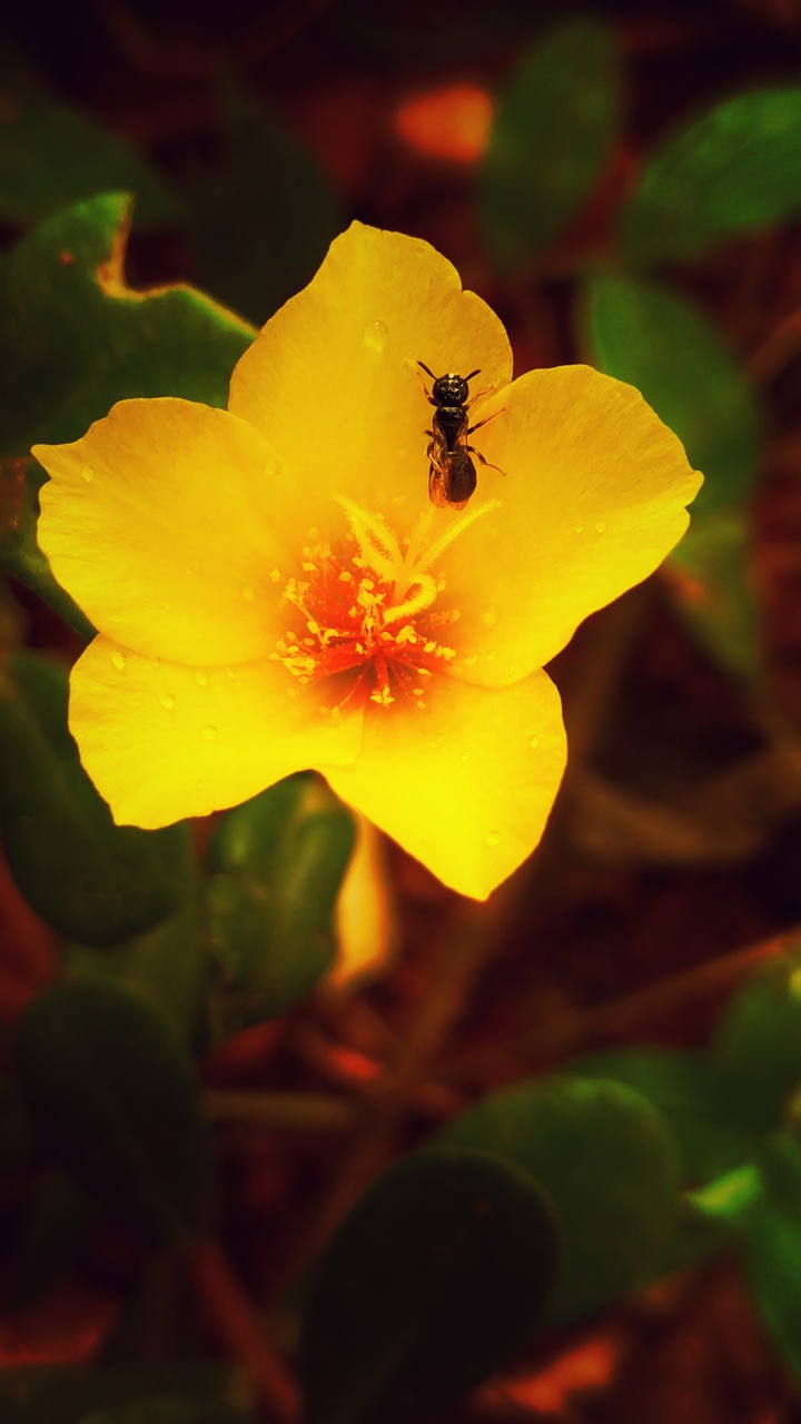 flower