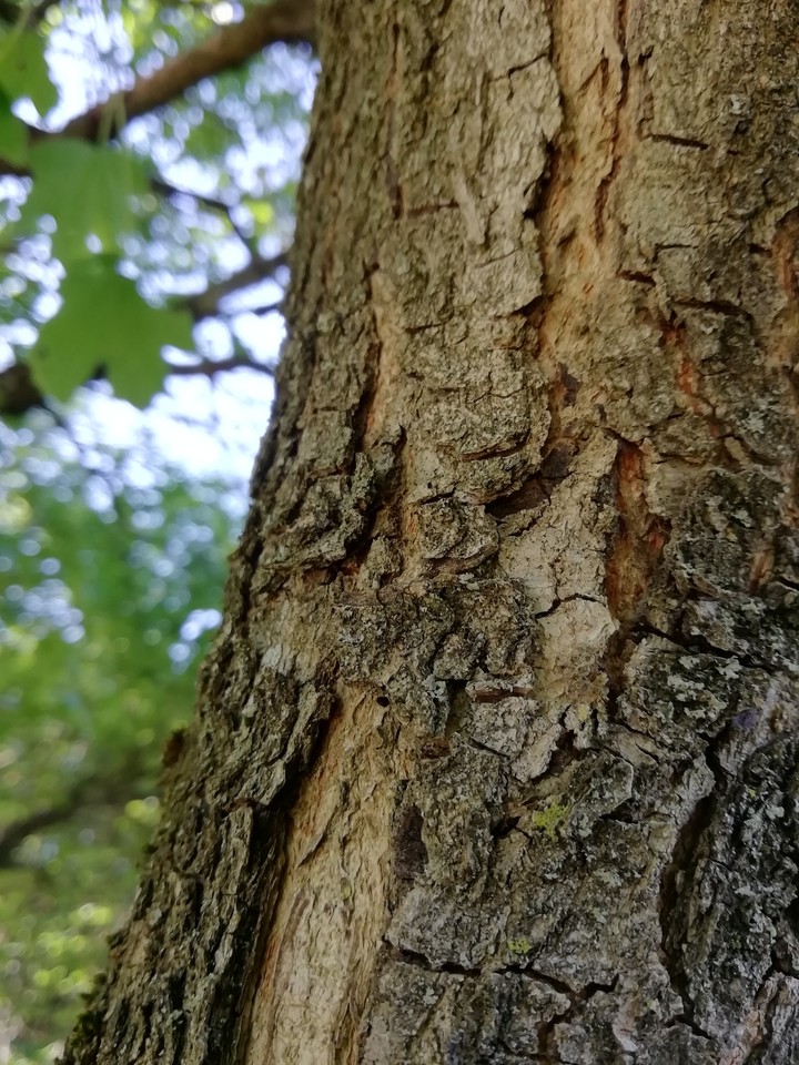 tree