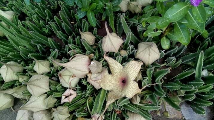 Flores